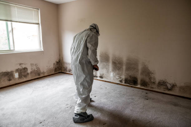 Best Water Damage & Mold Remediation  in Granite Hills, CA