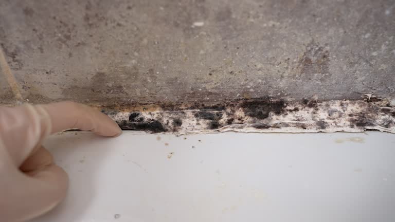 Best Air Quality Testing for Mold Spores  in Granite Hills, CA
